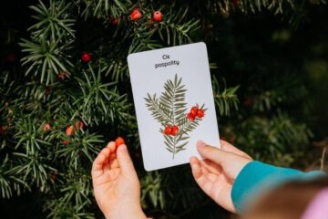 jak-zidentyfikowac-drzewo-blog-nanuki