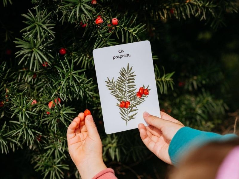 jak-zidentyfikowac-drzewo-blog-nanuki