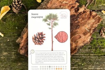 jka-role-pelnia-drzewa-blog-nanuki