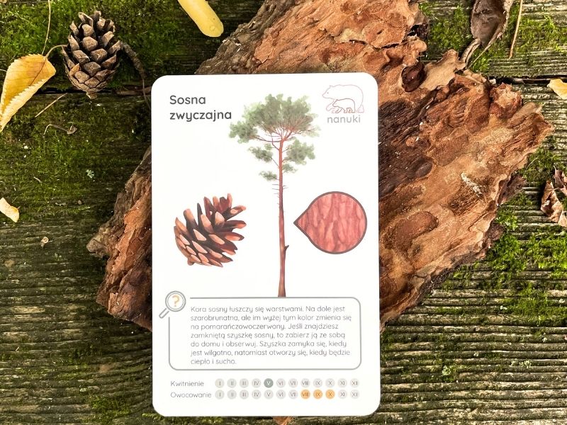 jka-role-pelnia-drzewa-blog-nanuki