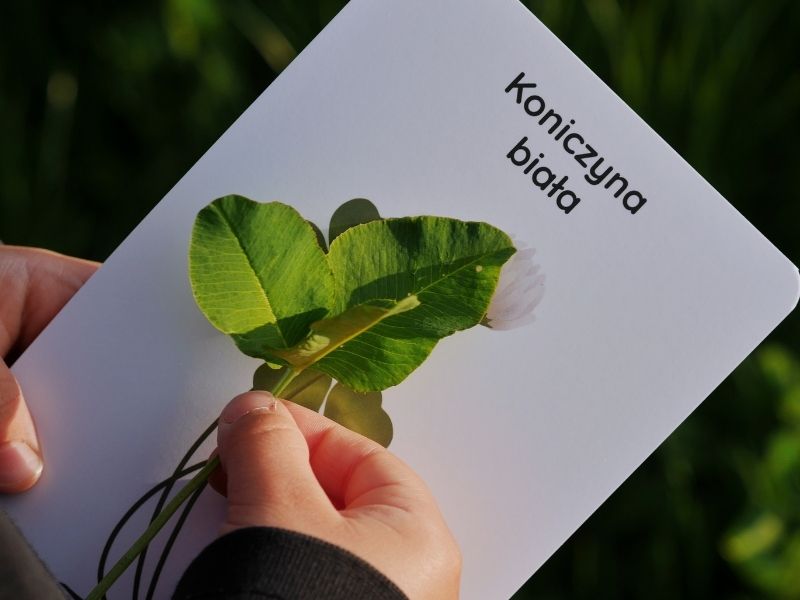 nanuki-pod-lupa-blog-nanuki