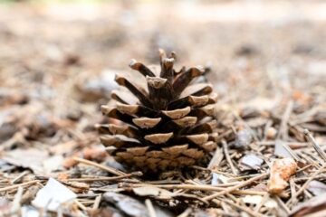 szyszkowe-obserwacja-blog-nanuki