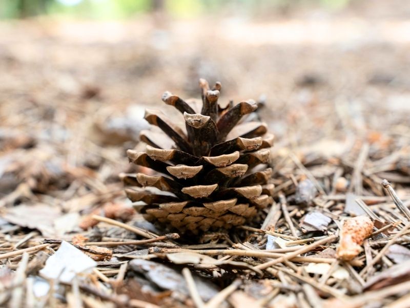 szyszkowe-obserwacja-blog-nanuki